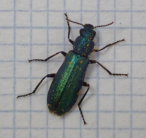 Réf. 225 337 : Psilothrix viridicoerulea